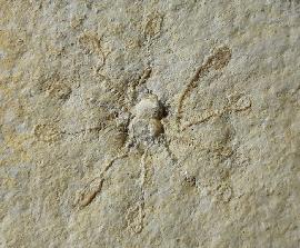 Saccocoma tenella (GOLDFUSS 1831) - Bild © FossNet FossilienStore